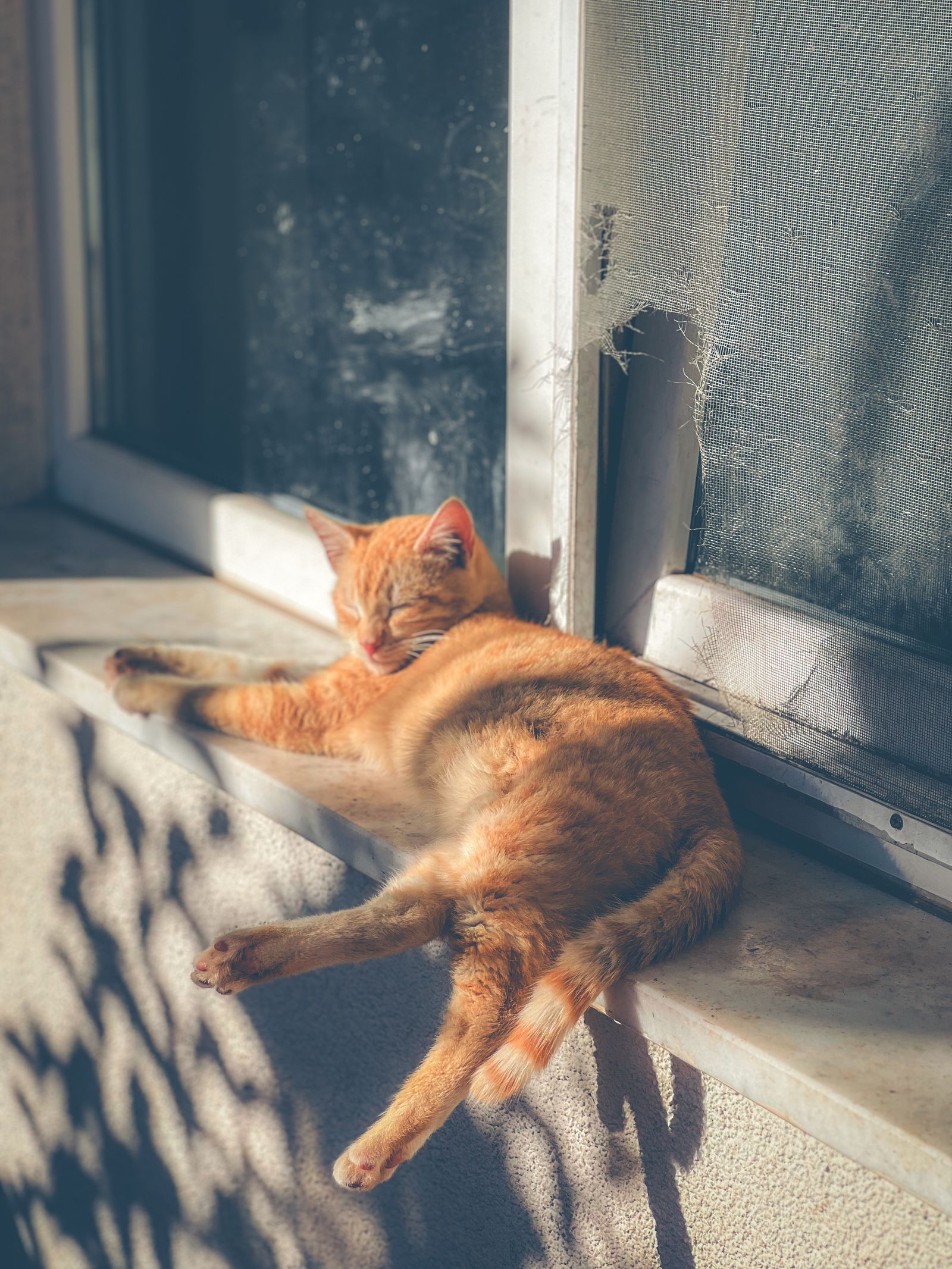 Un gato pelirrojo descansa en el alféizar de la ventana