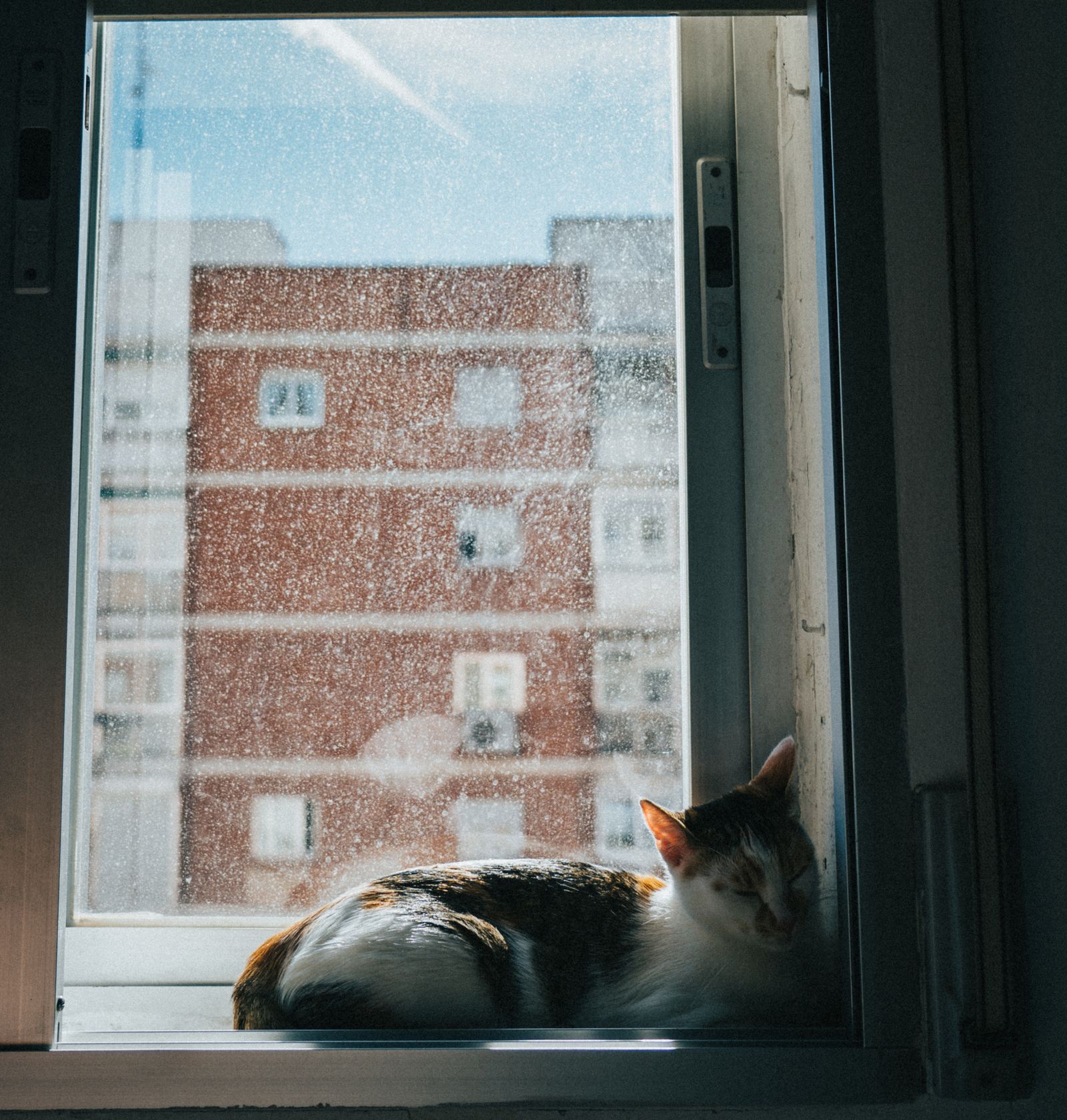 Un gato descansa junto a la ventana