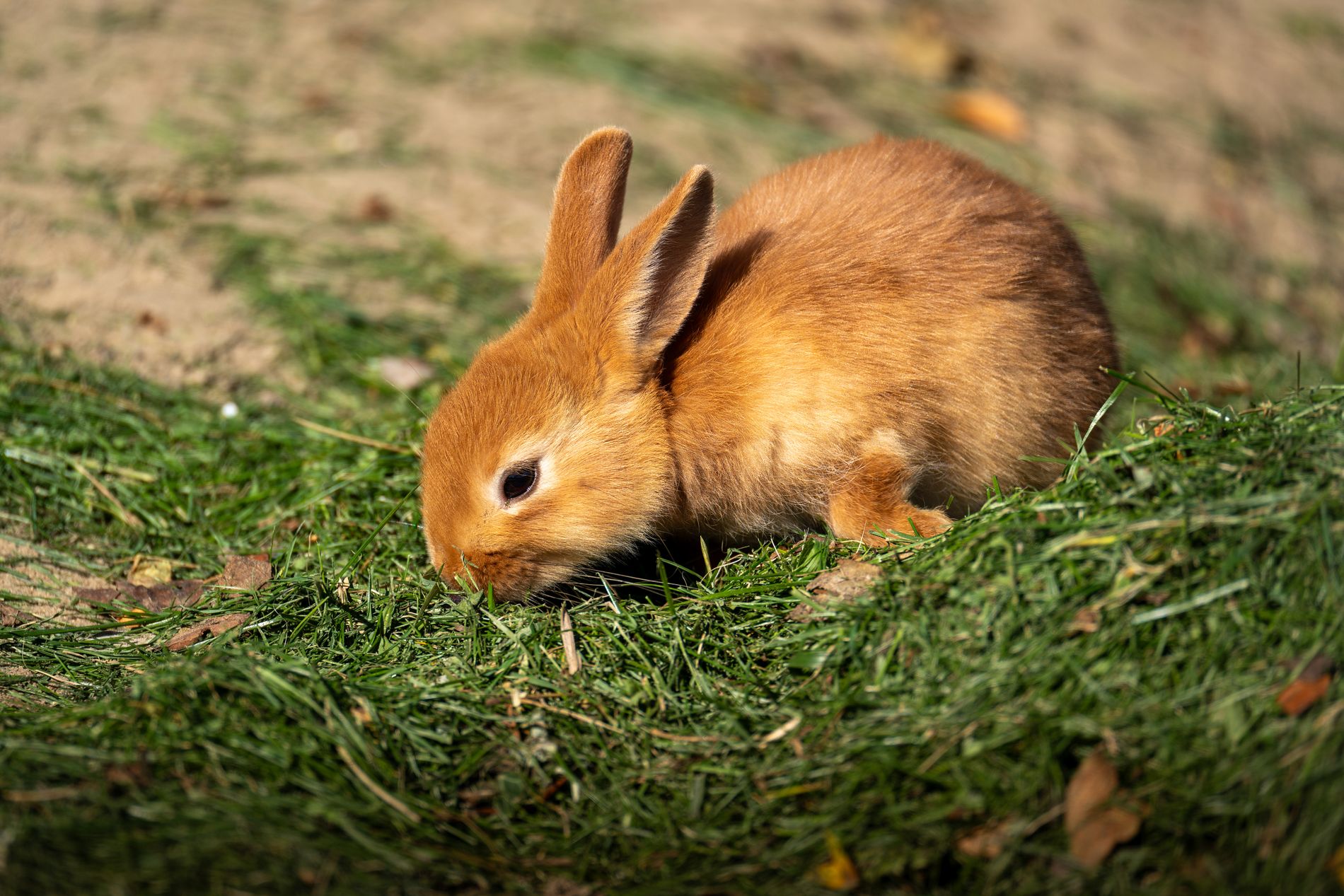Un conejo doméstico sobre la hierba