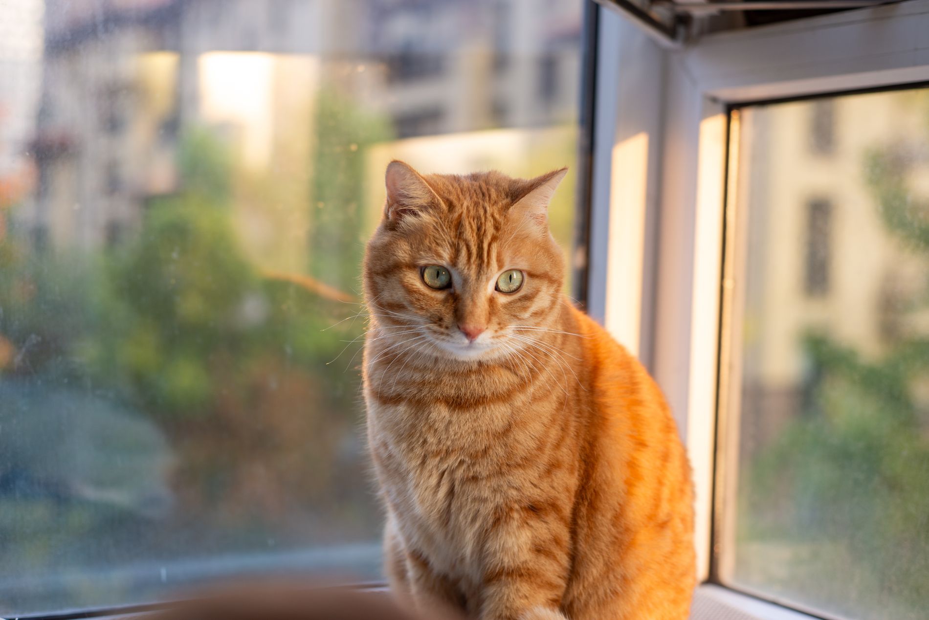 Un gato naranja descansa junto a una ventana