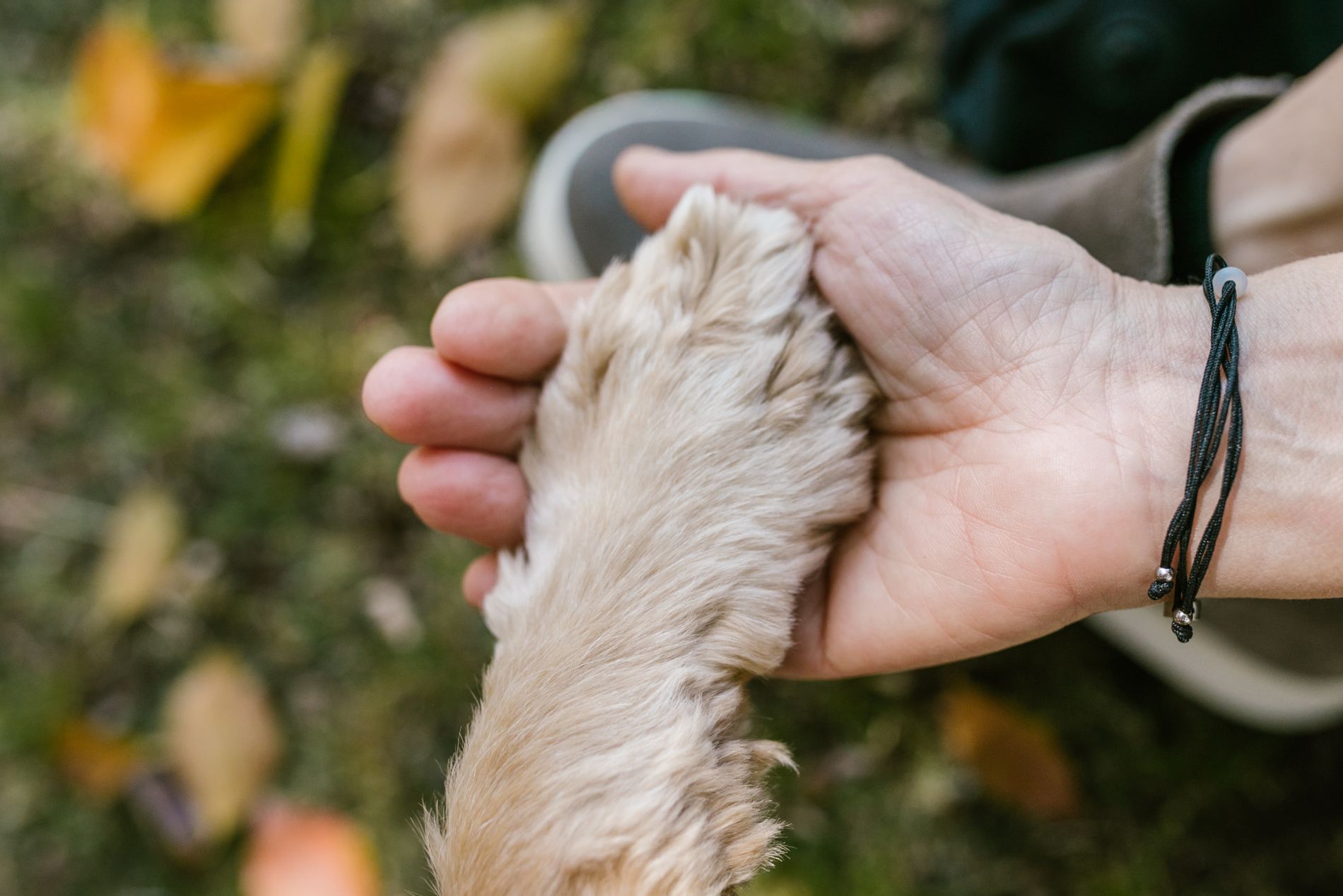 Una mano sostiene la pata de un perro