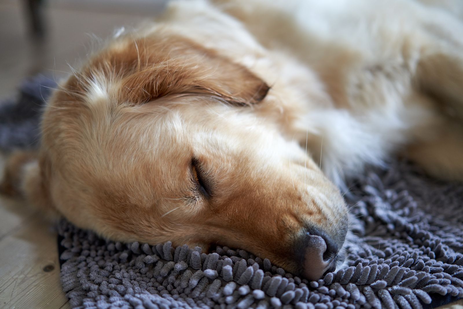 Un perro dorado duerme tranquilo sobre una alfombra