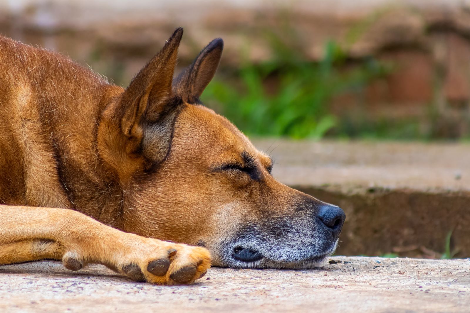 Un perro descansa tumbado en el suelo