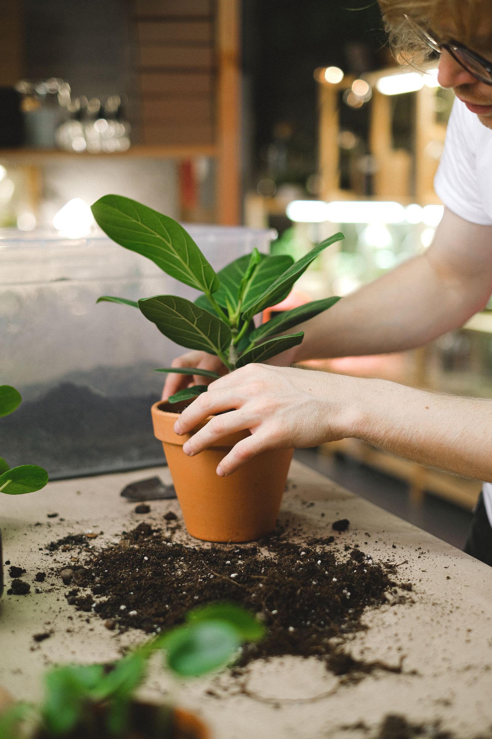 Unas manos plantan un brote en una maceta de barro