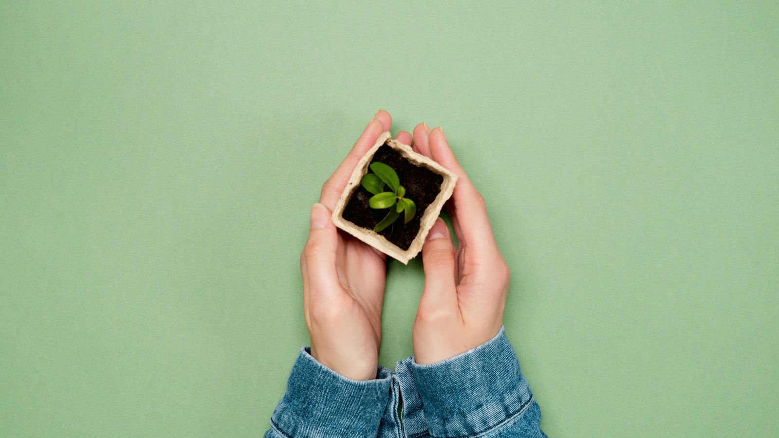Unas manos sostienen una planta joven en su maceta