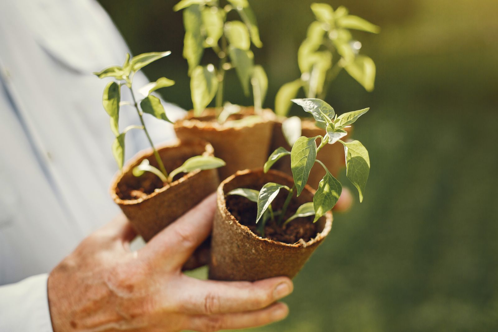 Unas manos sostienen plantas jóvenes al sol