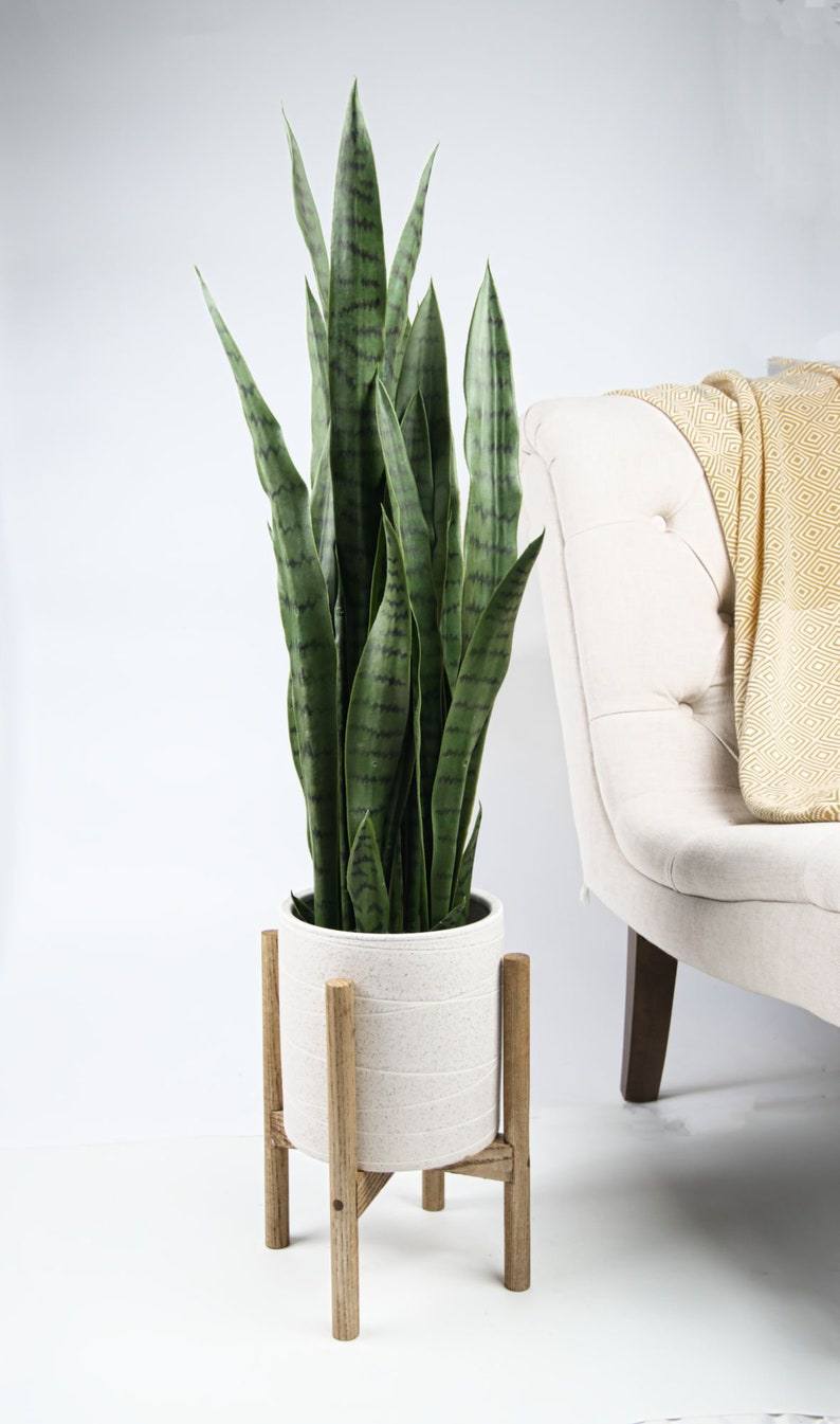 Una sansevieria en un macetero blanco sobre un soporte de madera