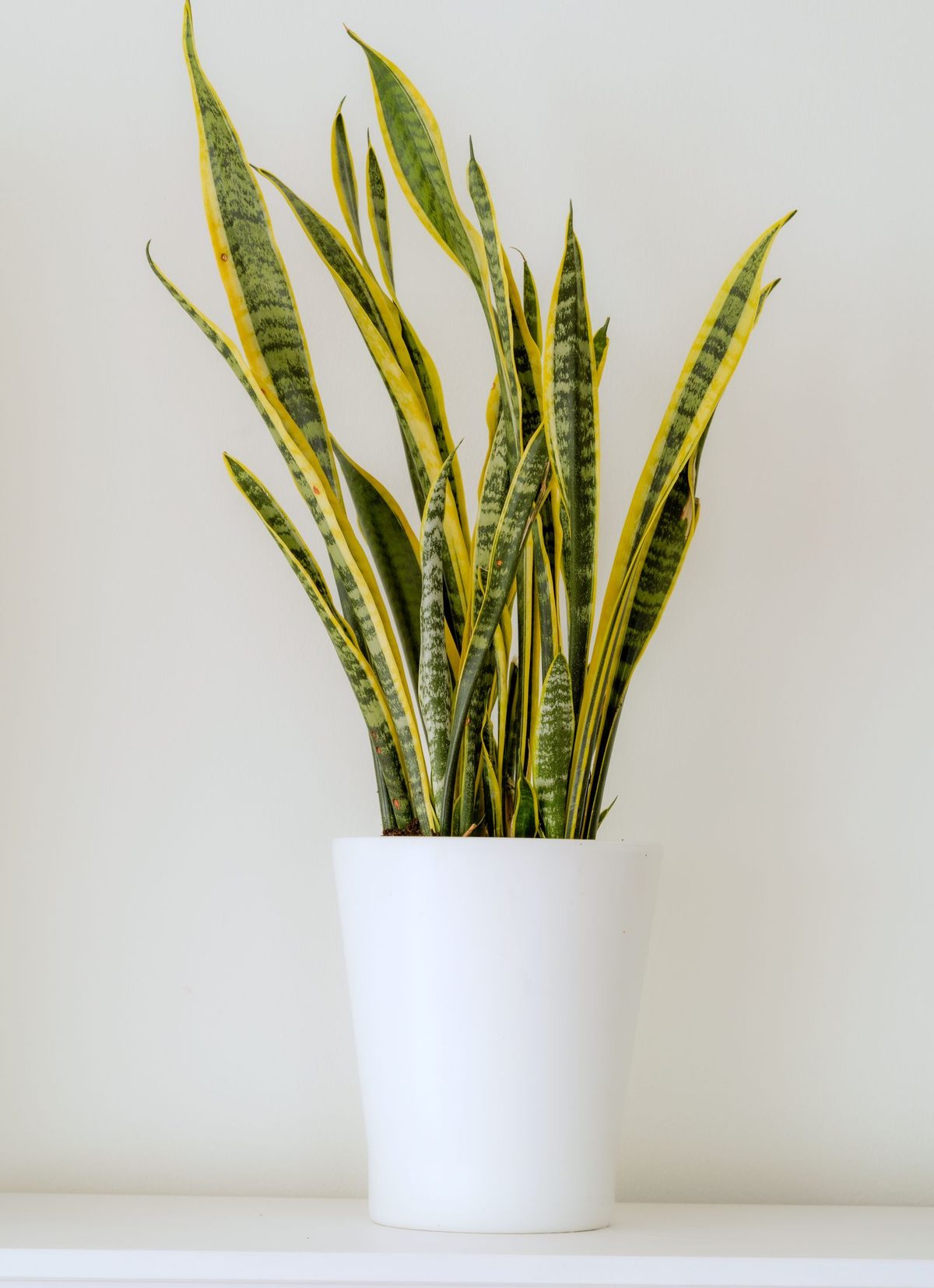 Una sansevieria de hojas verticales con el borde amarillo, en una maceta blanca